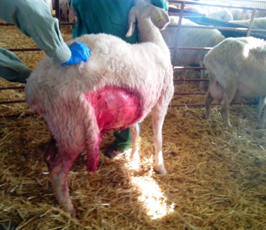 El lobo reaparece matando a 3 ovejas e hiriendo a otras 5 en Lumbrales