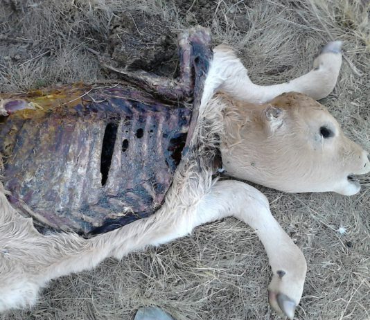 El lobo vuelve a matar un ternero en Arribes