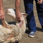 Lobo_Olmedo_25092015-3