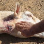 Lobo_Olmedo_25092015-4