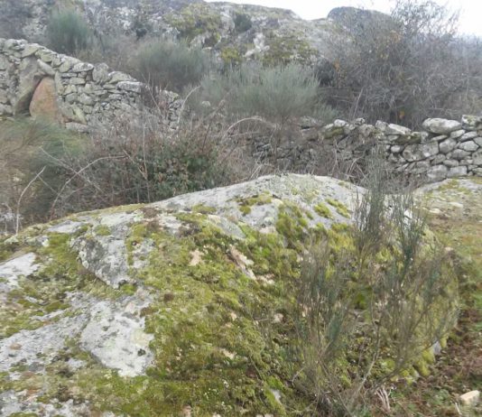 El lobo amarga la Navidad a un joven emprendedor de San Felices de los Gallegos