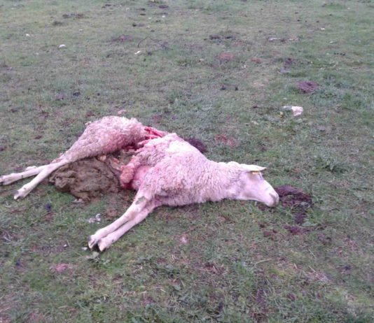 El lobo mata cuatro ovejas en Olmedo