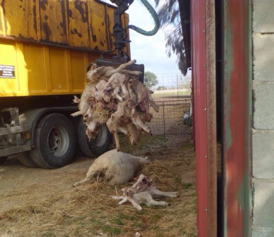 ASAJA Salamanca pide a la Junta que intensifique las acciones para acabar con los daños del lobo en Arribes
