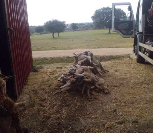 El lobo mata a 20 corderos en Bañobarez