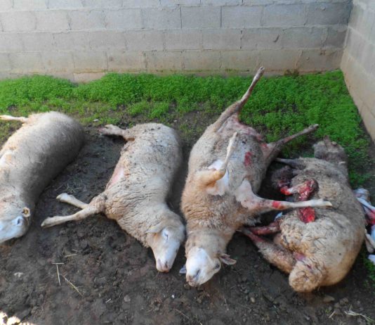 El lobo mata cuatro ovejas en Olmedo de Camaces