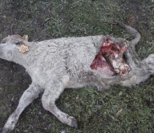 Los buitres matan otro ternero en Villares de Yeltes