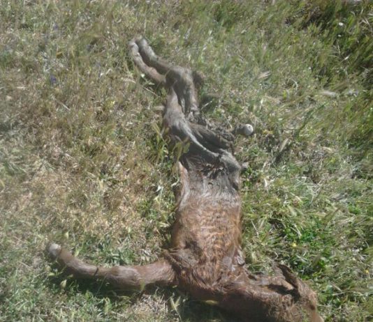 El lobo mata otro ternero en San Felices de los Gallegos