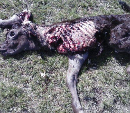 Nuevo ataque de lobo en Candelario