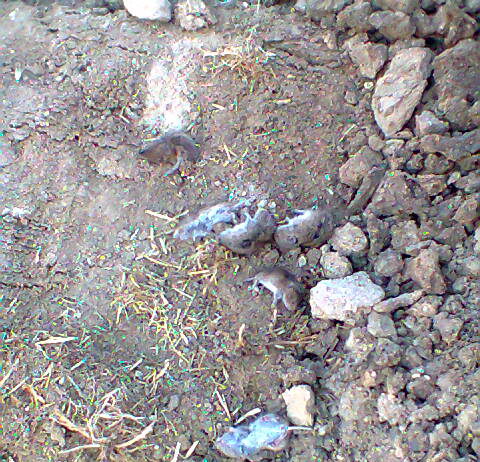 ASAJA Salamanca pide a la Junta de Castilla y León que inicie cuanto antes el tratamiento contra los topillos