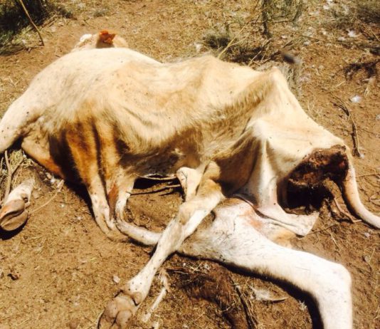 Los buitres matan a otra vaca en Ahigal de los Aceiteros