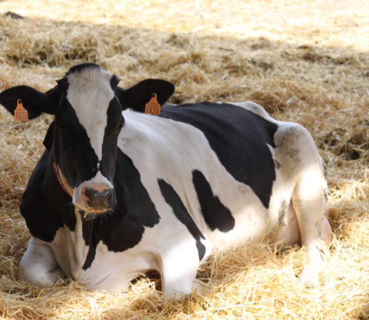 La industria láctea impone condiciones leoninas en los contratos con los ganaderos con la desaparición del sistema de cuotas