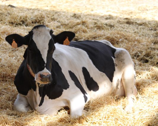 Los ganaderos de Castilla y León siguen excediéndose en su cuota láctea