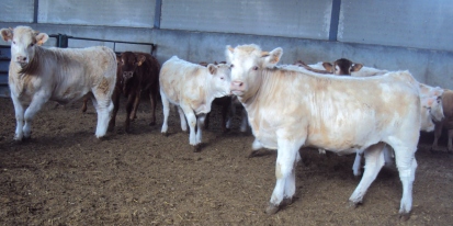 ASAJA consigue que el vacuno de carne sea sector estratégico