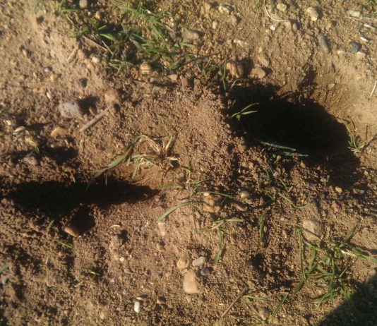 ASAJA Salamanca incide en que las medidas para frenar el avance de los daños por conejos llegan tarde