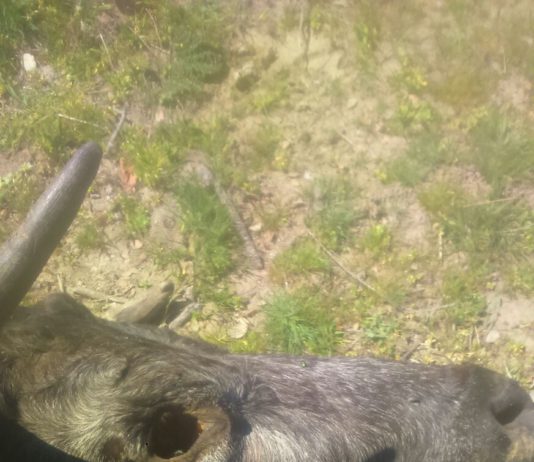 Los buitres se saldan con la vida de una vaca parturienta