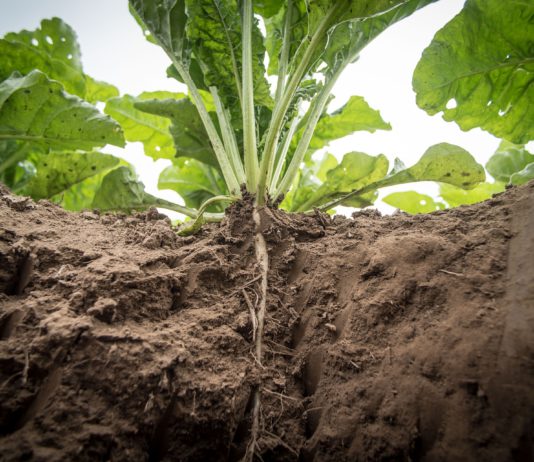 Salamanca acoge la jornada de AIMCRA el 27 de noviembre