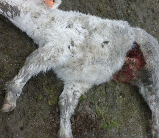 ASAJA Salamanca pide la aplicación urgente de las medidas para el control del lobo