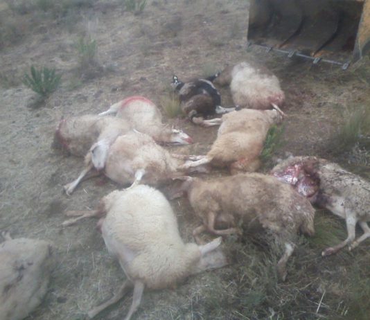 El lobo deja 11 ovejas muertas y 5 heridas de gravedad en un nuevo ataque en Ahigal de los Aceiteros