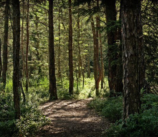 Aprobada la contratación de trabajos silvícolas en Salamanca y Valladolid por más de un millón de euros
