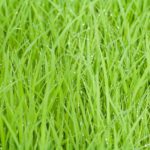 Comienza el curso de manipulador de plaguicidas el 16 de noviembre