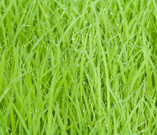 Comienza el curso de manipulador de plaguicidas el 16 de noviembre