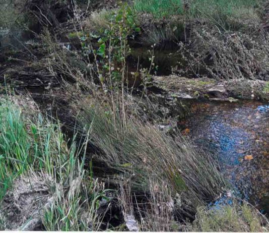 ASAJA pide a la CHD que limpie los cauces de ríos y regatos colindantes con parcelas agrarias