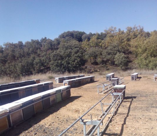 Roban 34 colmenas de un apicultor salmantino en Bembibre (León)