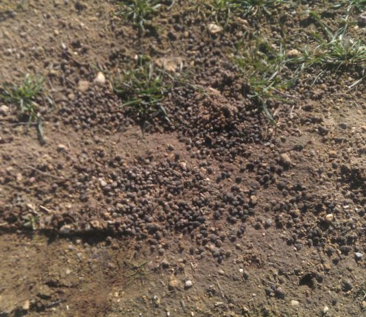 ASAJA Salamanca pide flexibilización en el control de determinadas especies cinegéticas como el conejo y jabalí