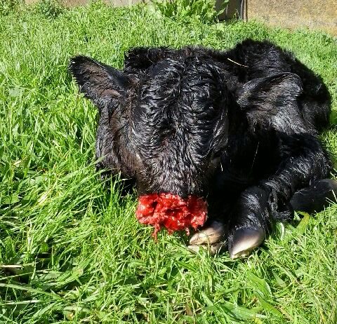 Nuevos ataque de cánidos en Bañobarez y Candelario