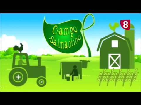 Campo Salmantino 177