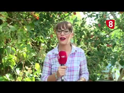 Campo Salmantino 176