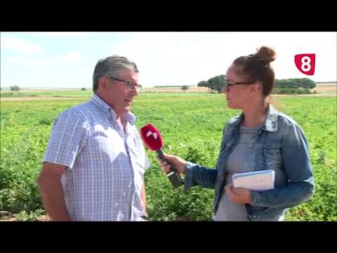 Campo Salmantino 168