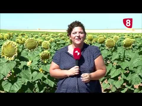 Campo Salmantino 167