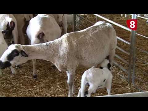 Campo Salmantino 156