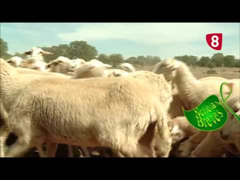 Campo Salmantino 152