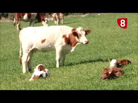 Campo Salmantino 151