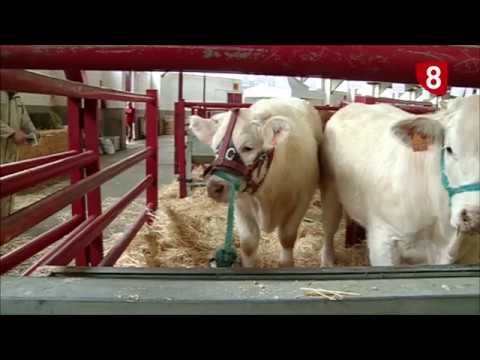 Campo Salmantino 149