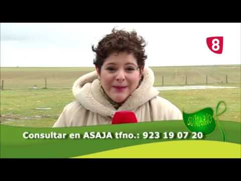 Campo Salmantino 145