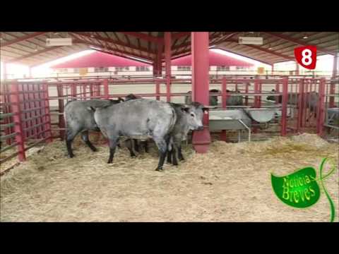 Campo Salmantino 138 (5 diciembre 2016)