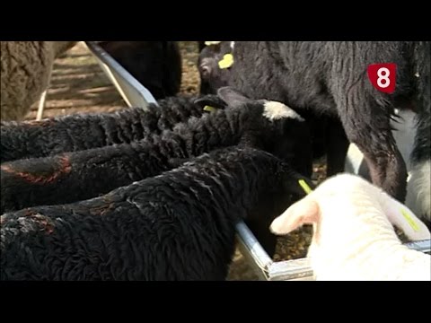 Campo Salmantino 141