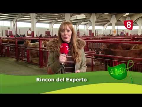 Campo Salmantino 140