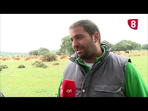 Campo Salmantino 137