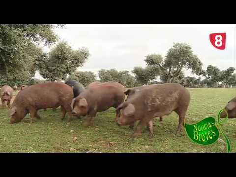 Campo Salmantino 134