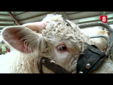 Campo Salmantino 125