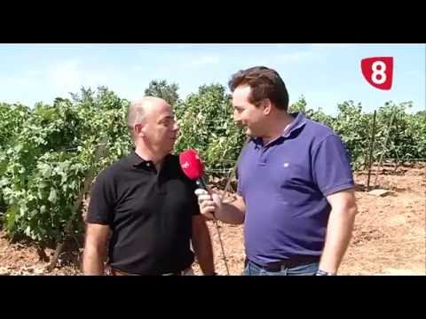 Campo Salmantino 124