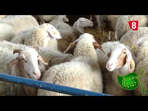 Campo Salmantino 123