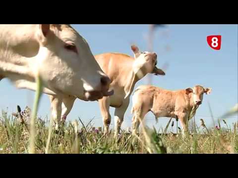 Campo Salmantino 112