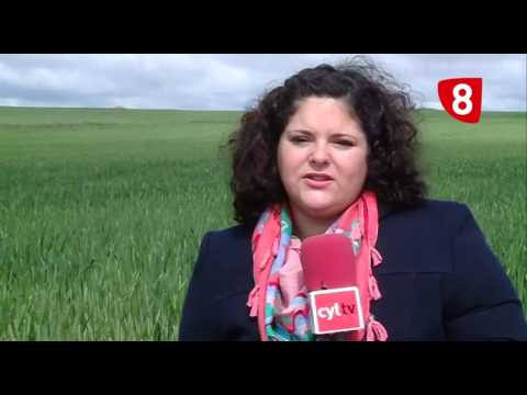 Campo Salmantino 111