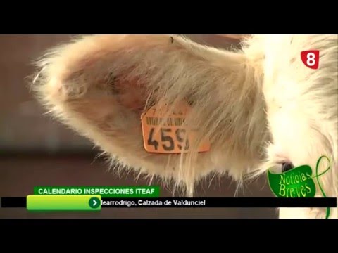 CAMPO SALMANTINO 107