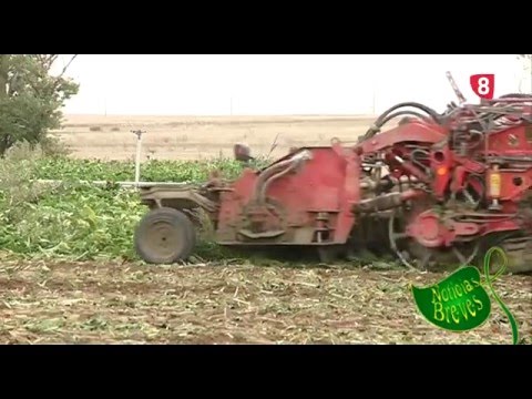 CAMPO SALMANTINO 105